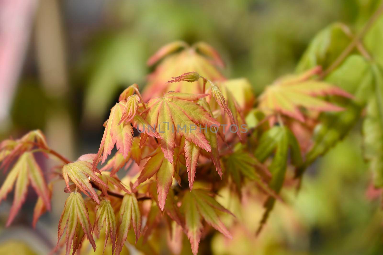 Japanese Maple Orange Dream by nahhan