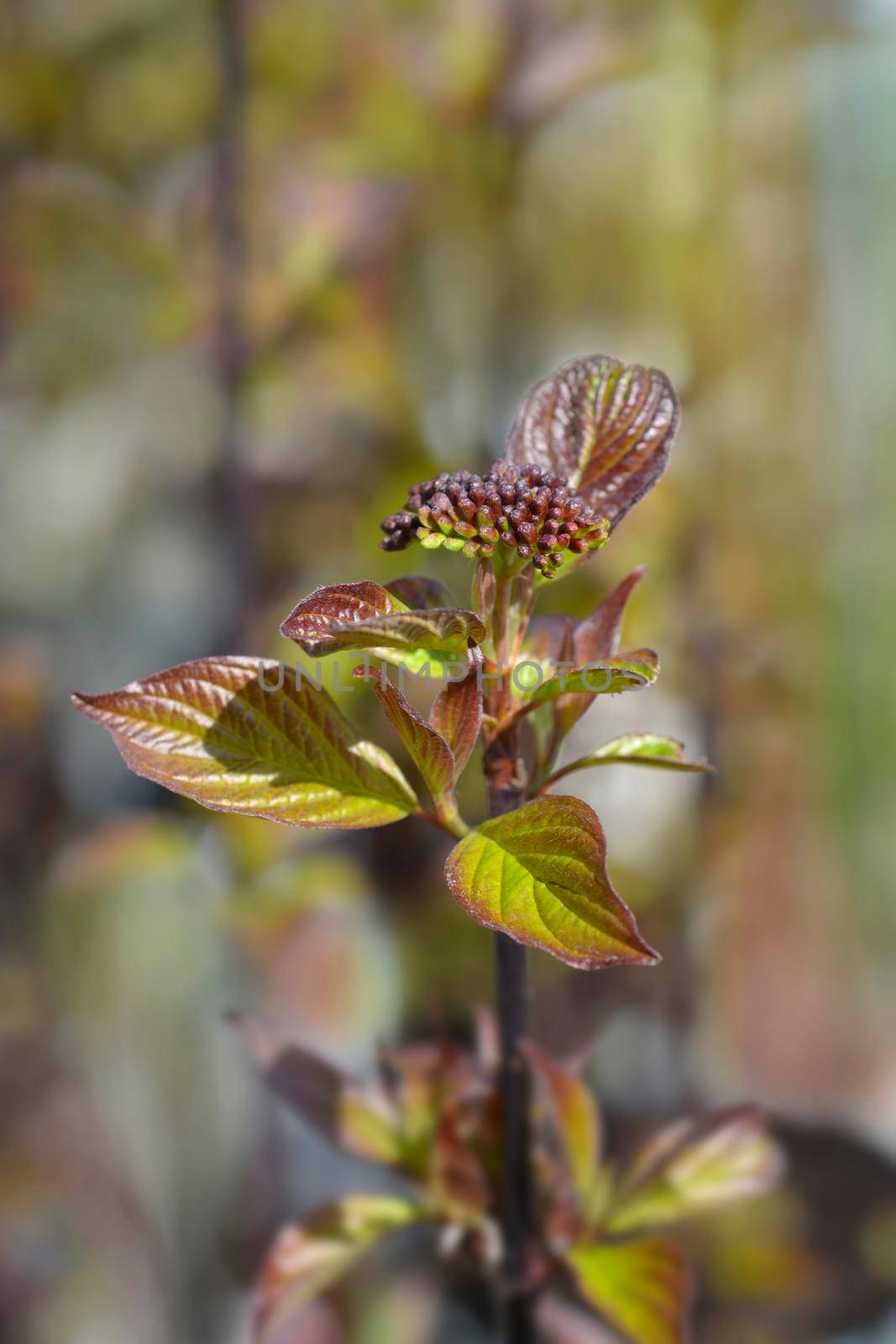 White dogwood Kesselringii flower bud - Latin name - Cornus alba Kesselringii