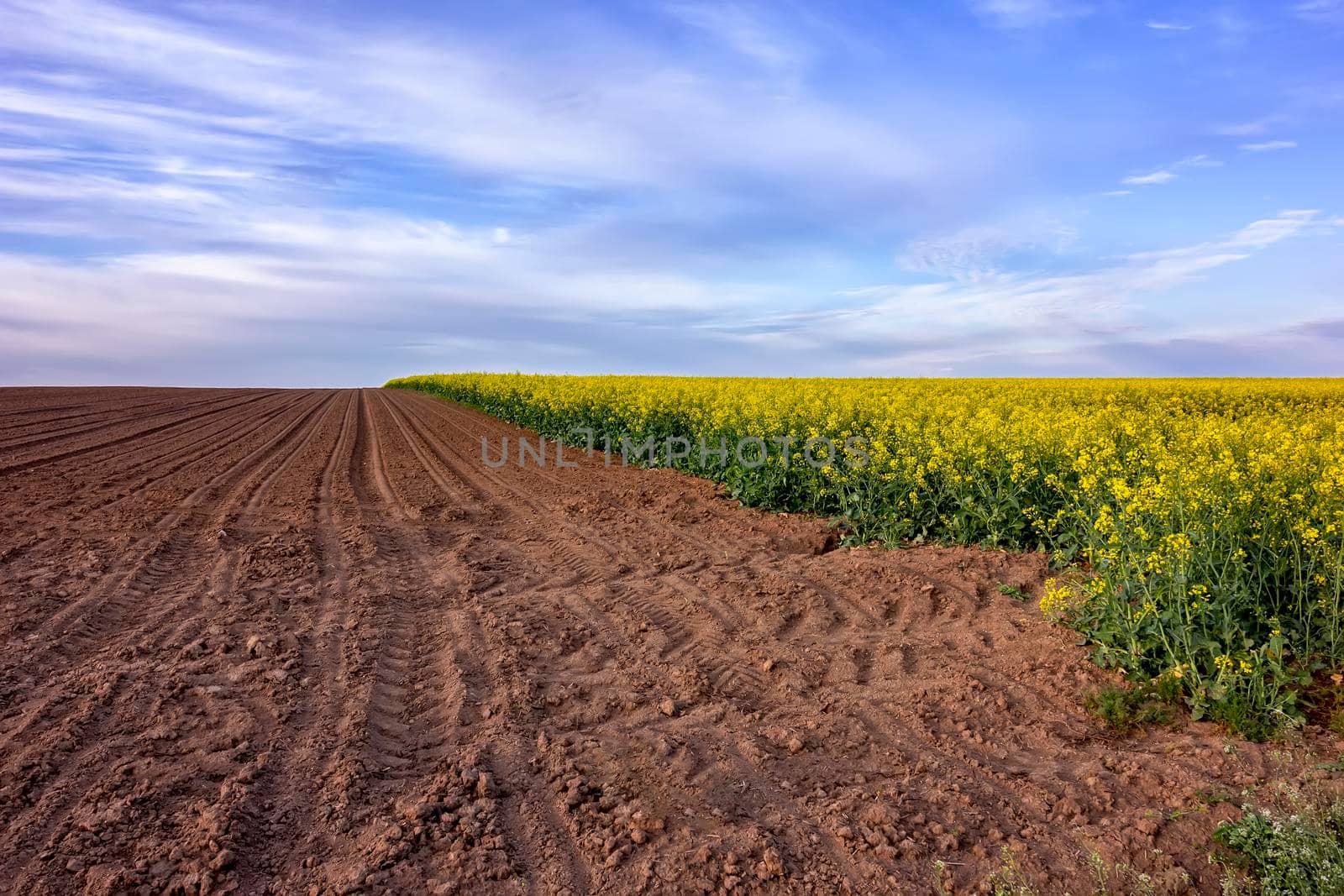a beautiful rural landscape on an uncultivated field and flowering rape