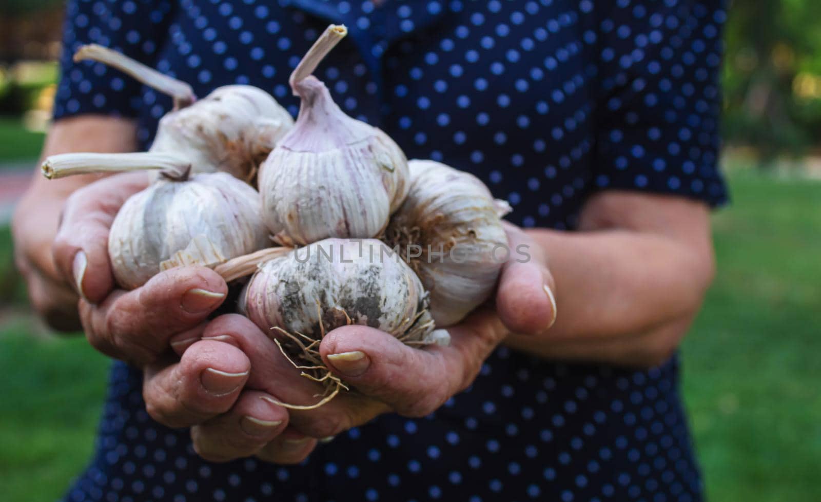 harvest of garlic in the hands of a women . Selective focus.nature.