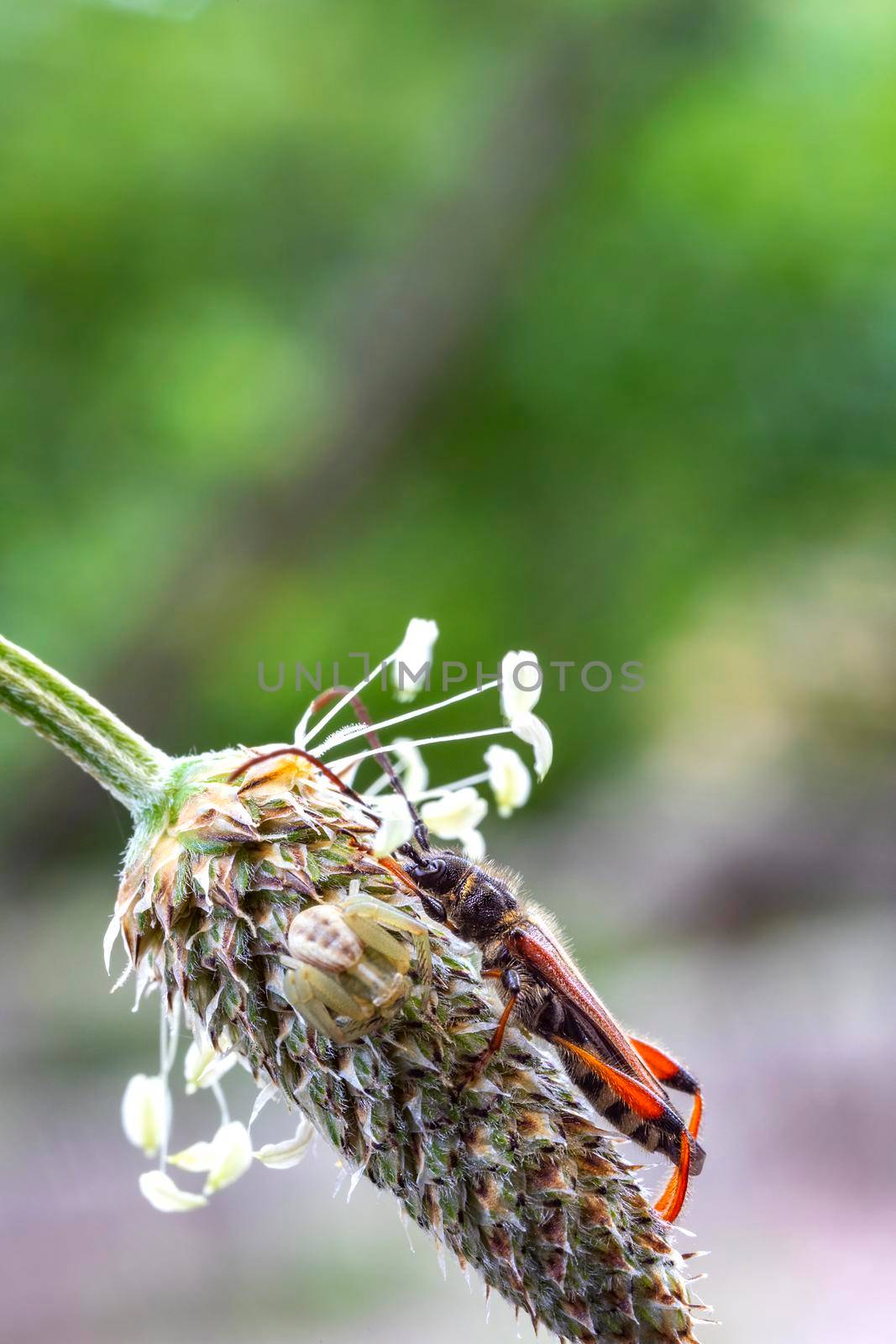 Beautiful small bug and spider sitting on the flower head. Vertical view