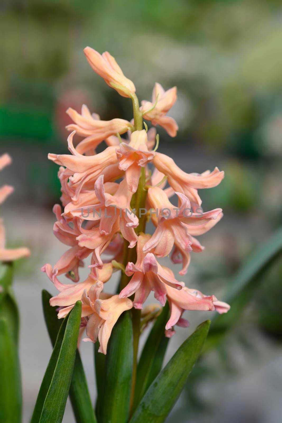 Hyacinth Gipsy Queen flower - Latin name - Hyacinthus orientalis Gipsy Queen