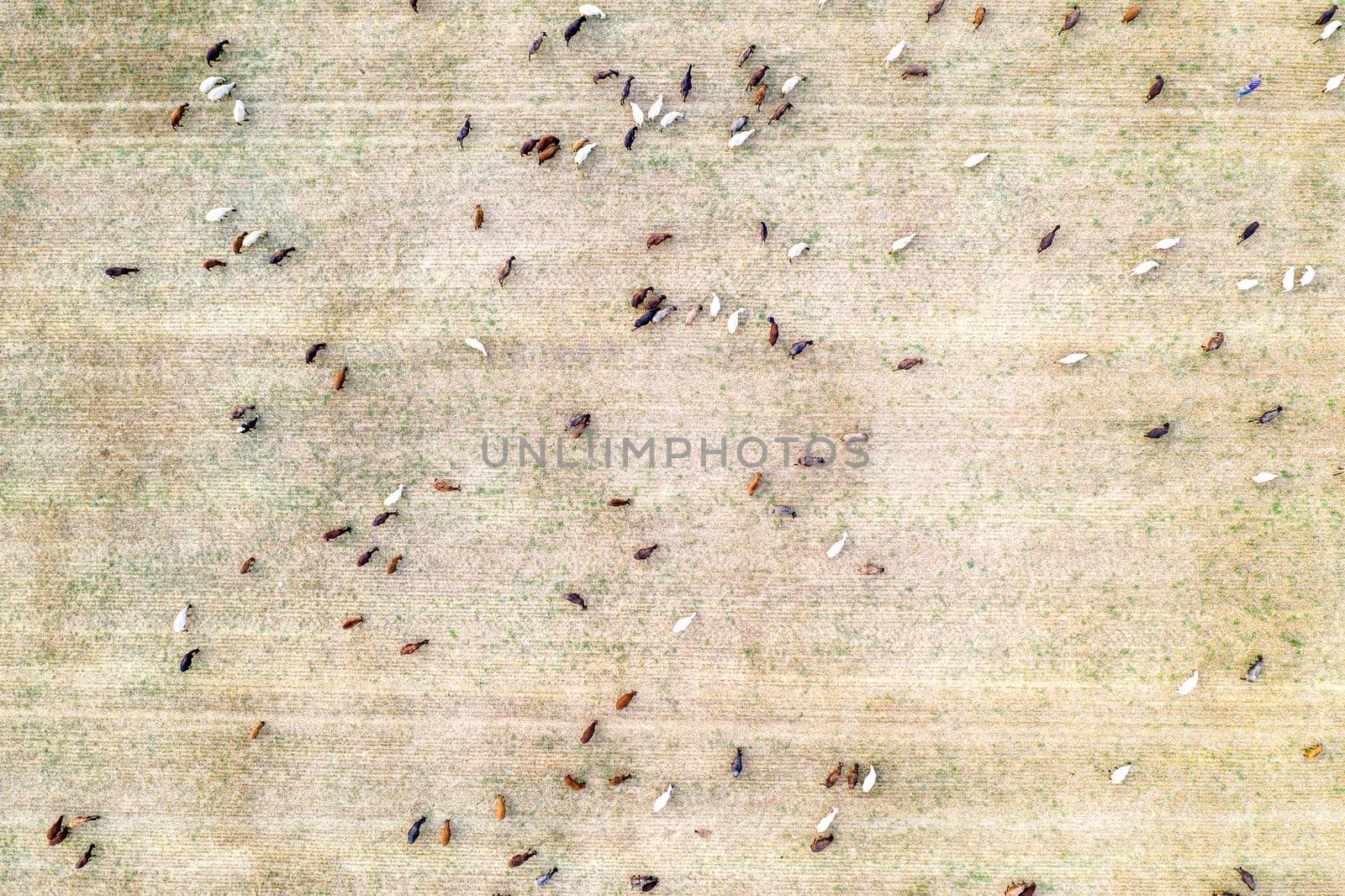 Livestock grazing at the field after harvest. Top view from drone at many goats at the field.