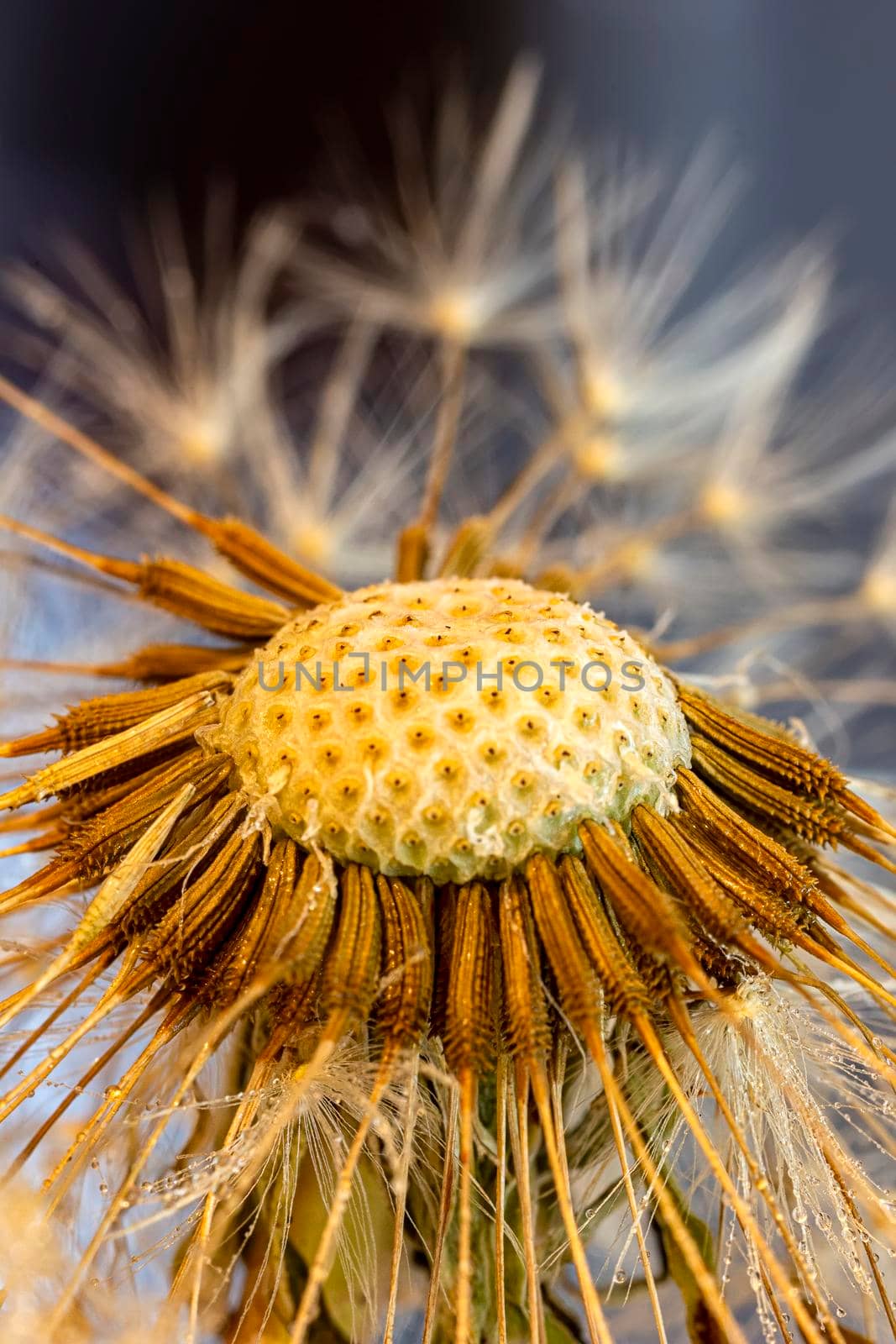 Amazing dandelion head close up. Vertical view