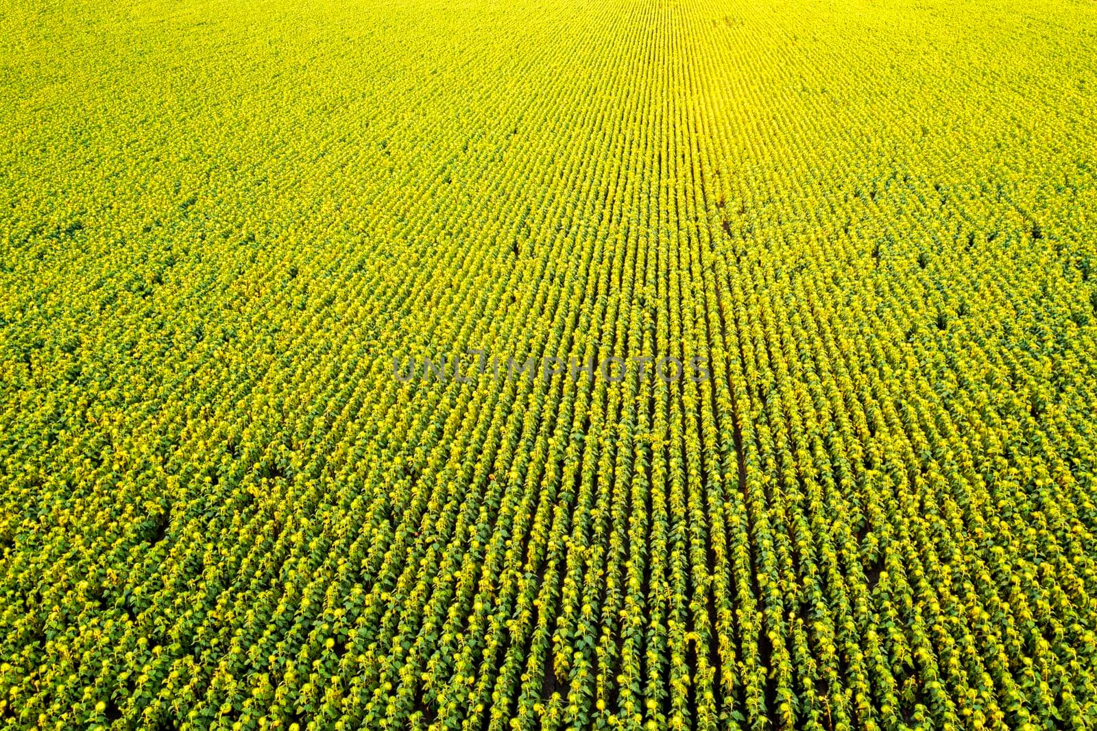 Aerial view from drone of yellow sunflower field at summer evening. Natural background.