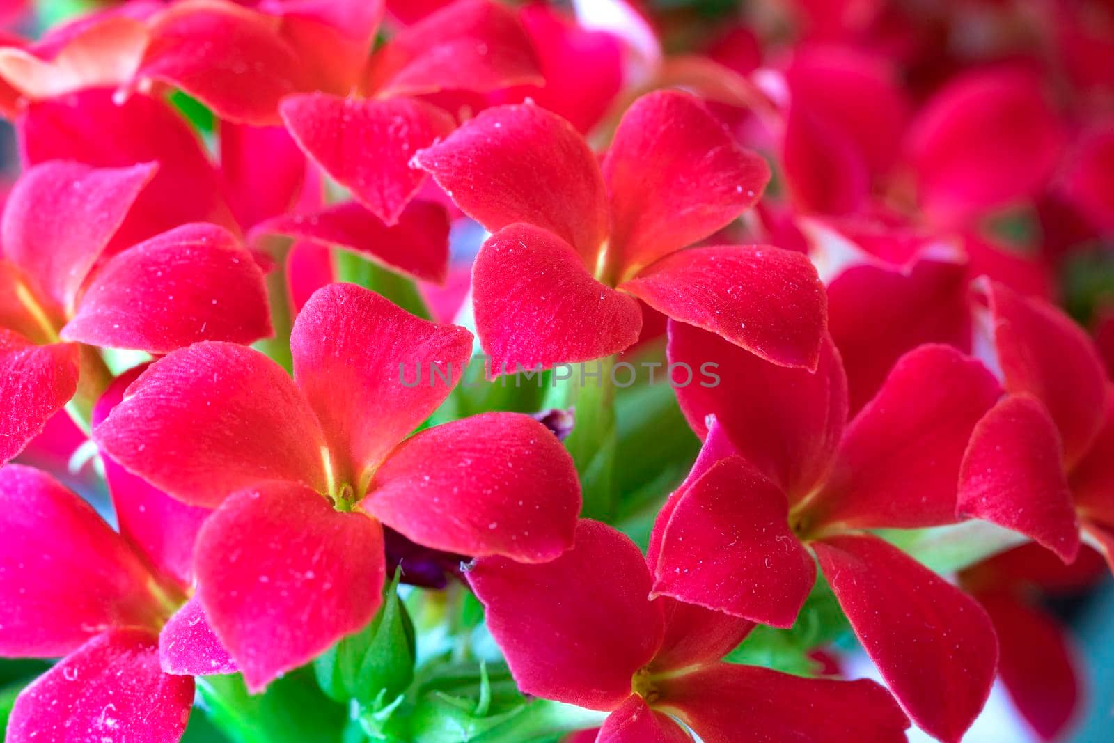 Closeup of stunning red flowers on a sunny day.