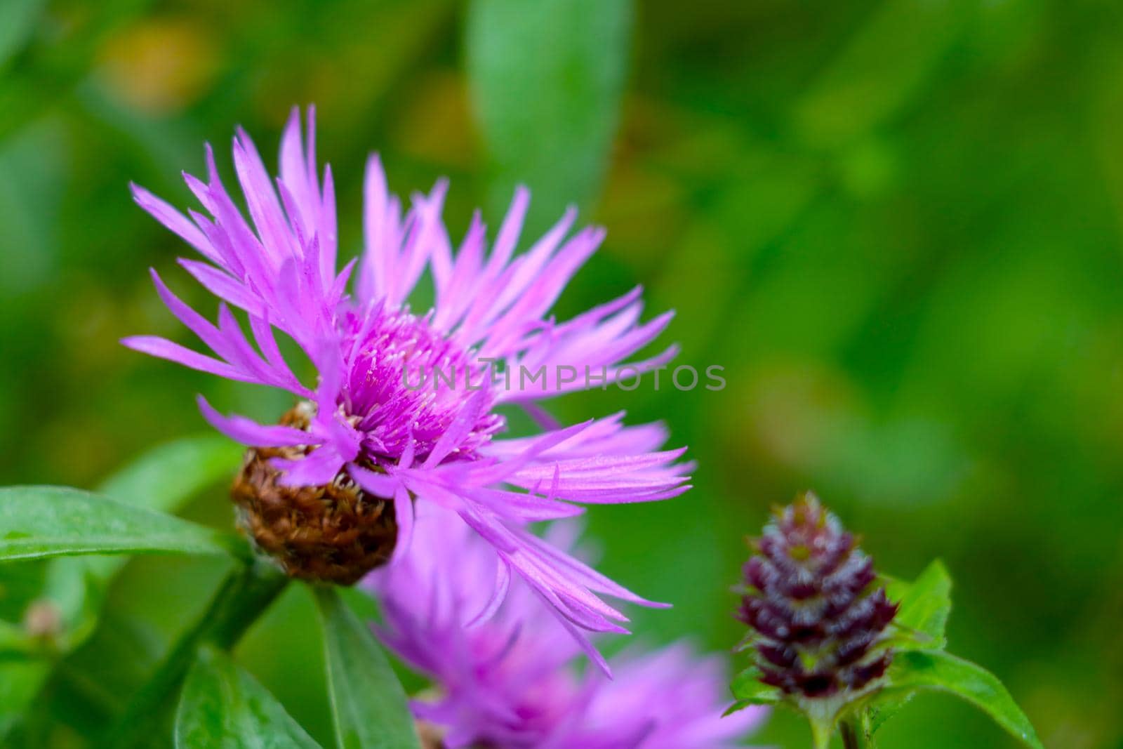 A beautiful cornflower blooms in a meadow in spring or summer. Nature background. Wild flower