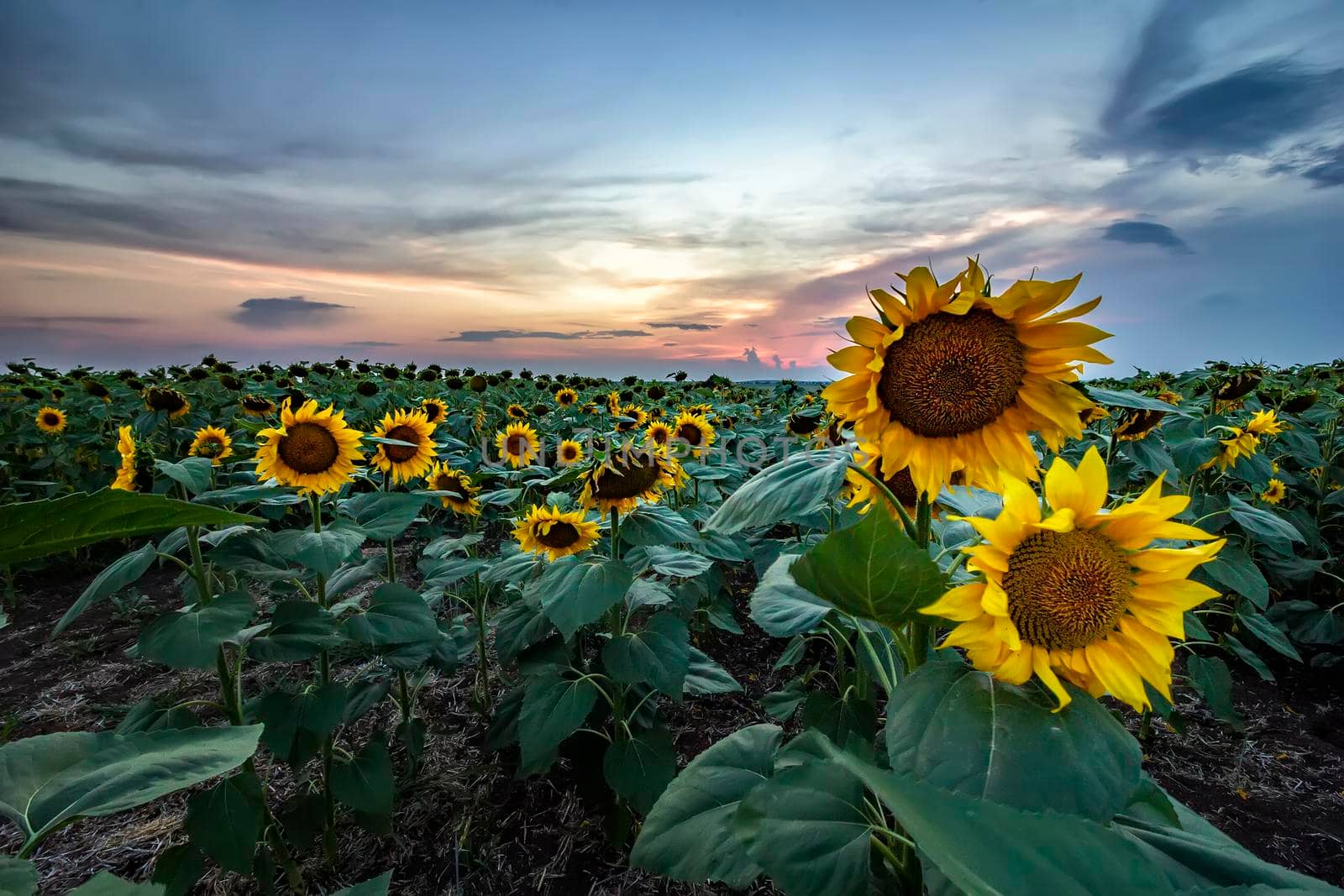sunflower field under the beautiful sunset sky