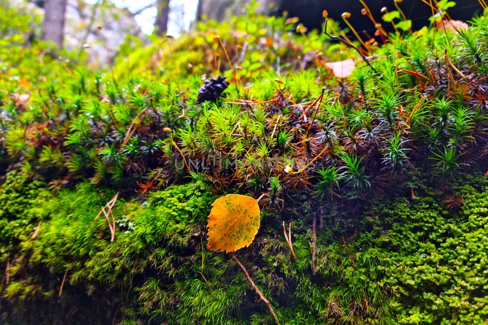 Close-up of yellow green moss in the forest