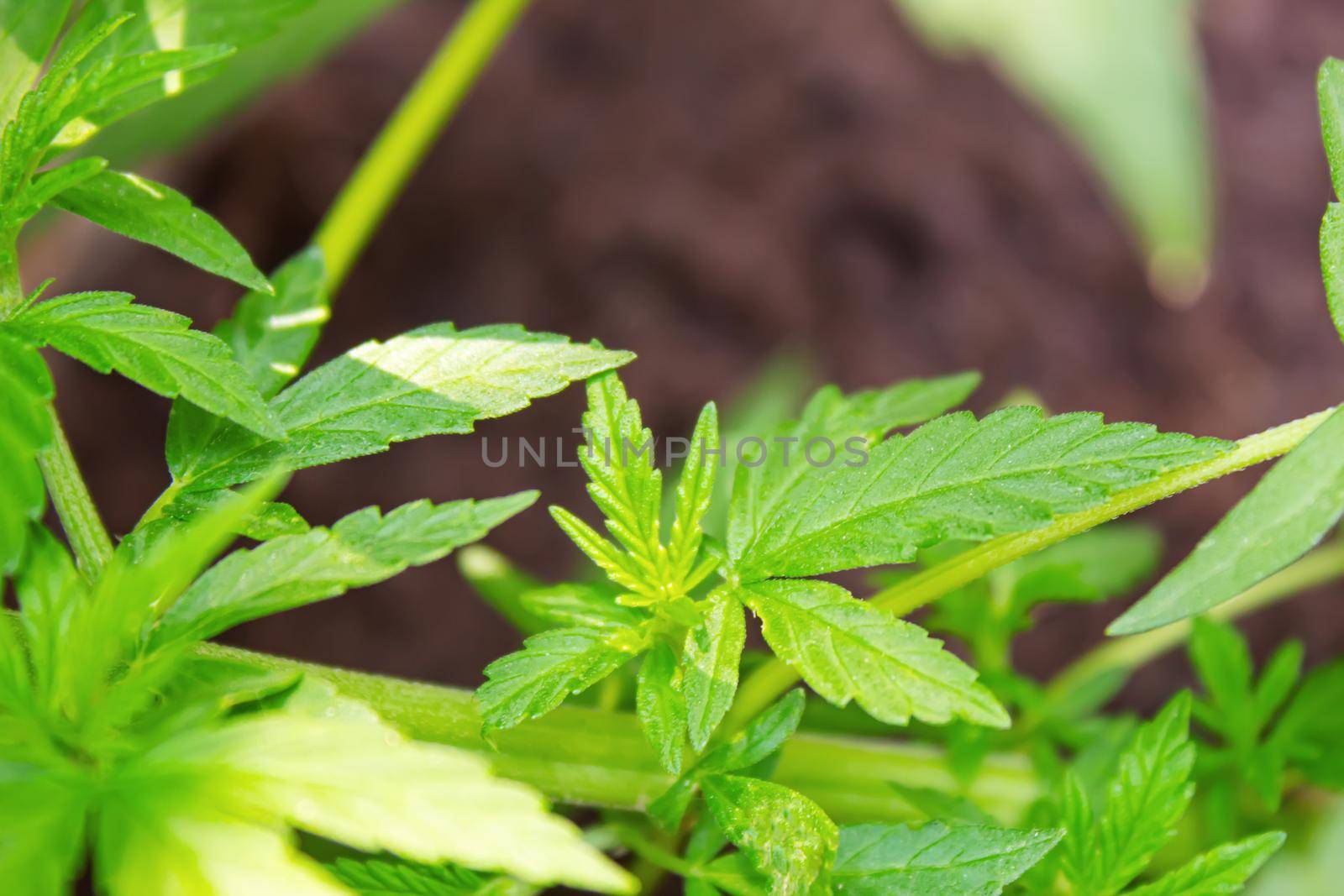 Cannabis leaves on concrete background. Selective focus. nature.