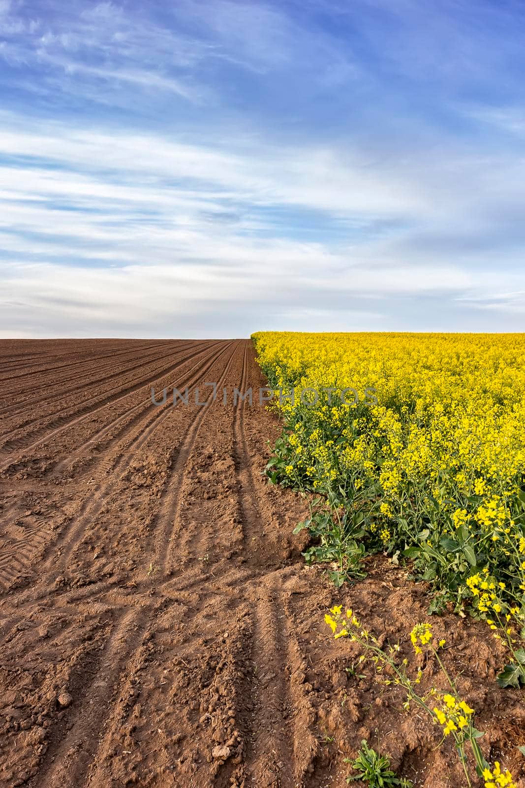 a beautiful rural landscape to an uncultivated field and flowering rape by EdVal