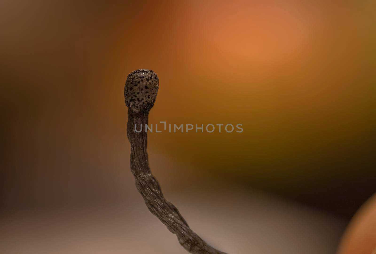 One black burnt stick match in hand. Close up.The concept of depression, extinction, illness, burnout, aging