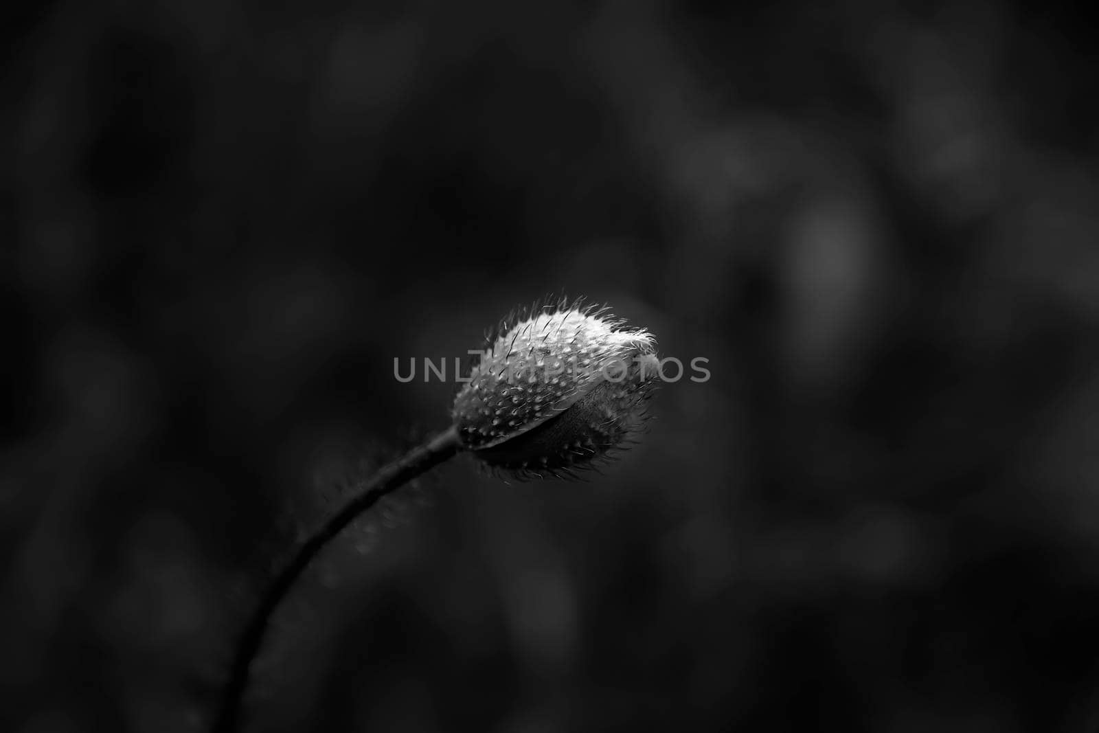 Beautiful bud of poppy in black and white. Art view