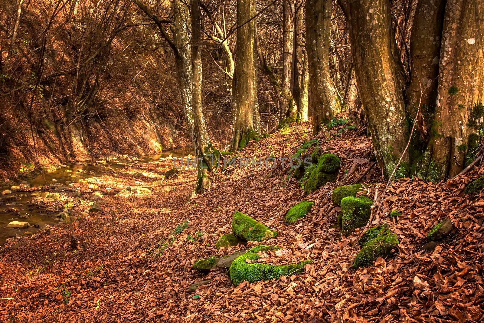 Moss covered stones among fallen brown-red colored oak leaves in the forest. The moss is bright green, almost luminous, colored. Mystic forest in the fall season.