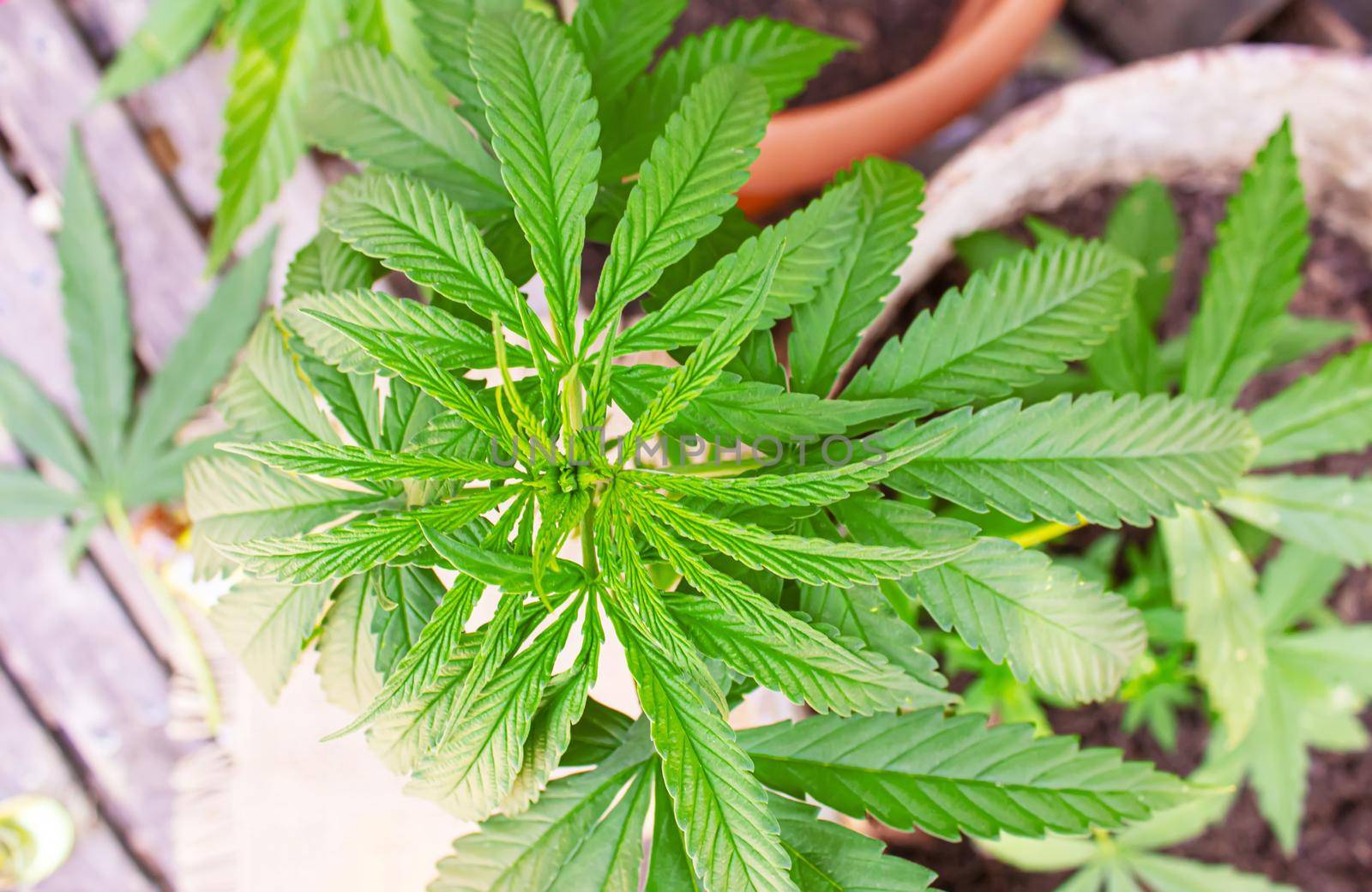 Cannabis leaves on concrete background. Selective focus. by mila1784