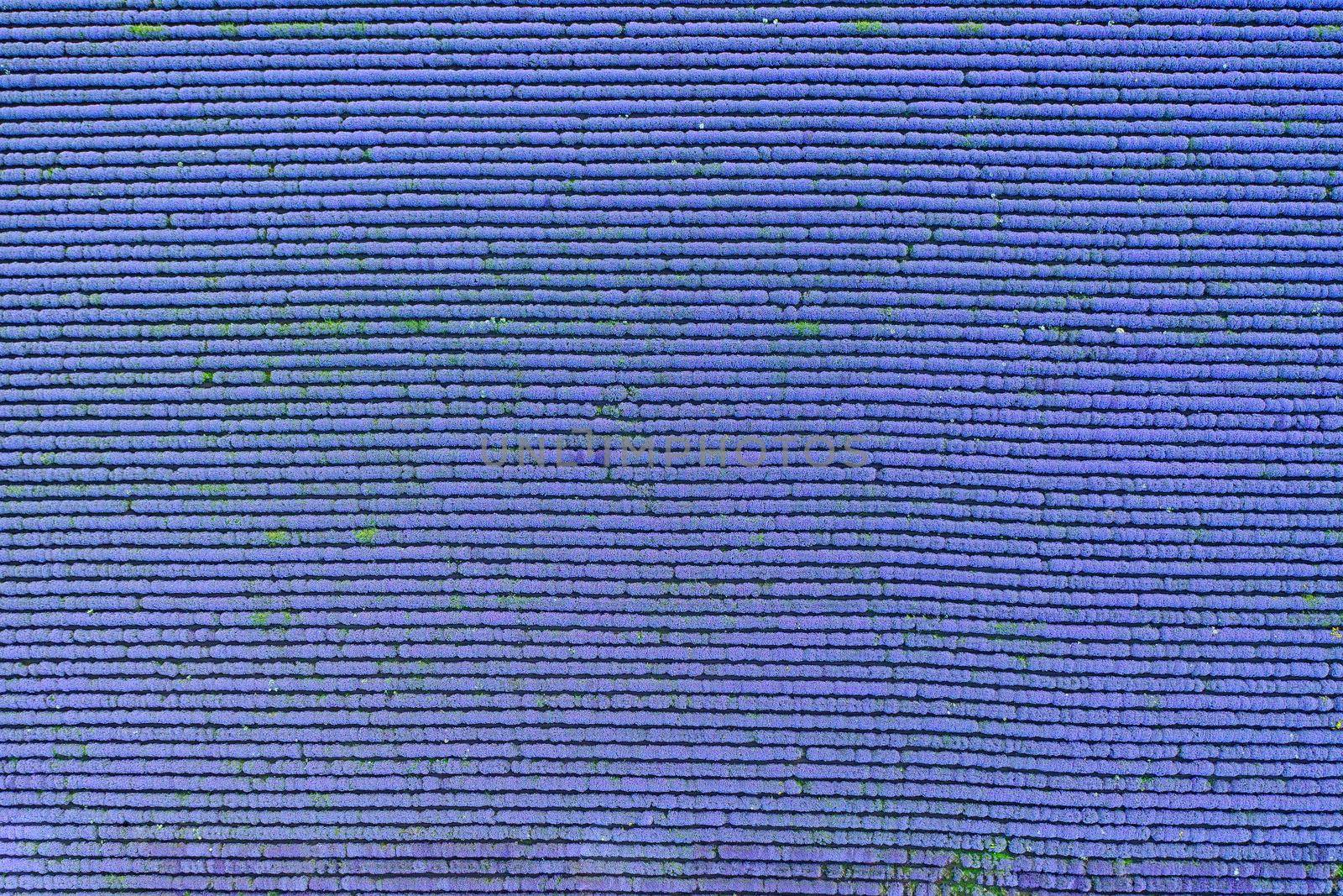 Aerial view from a drone at a lavender field.Horizontal view.