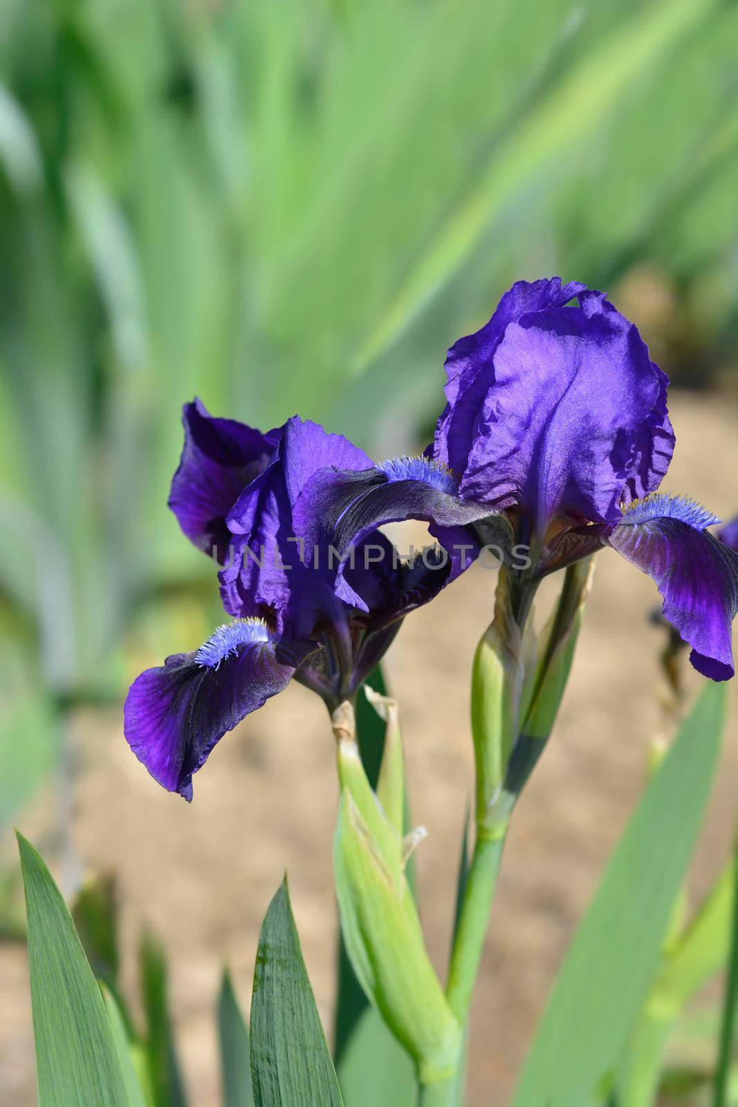 Standard dwarf iris Brannigan flower - Latin name - Iris barbata-nana Brannigan