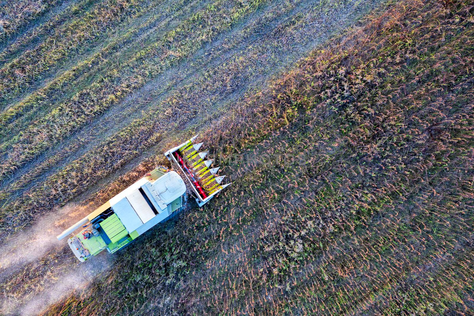 Harvester machine working in the field. Combine harvester agriculture machine harvesting sunflower field. Agriculture. Aerial view. From above.