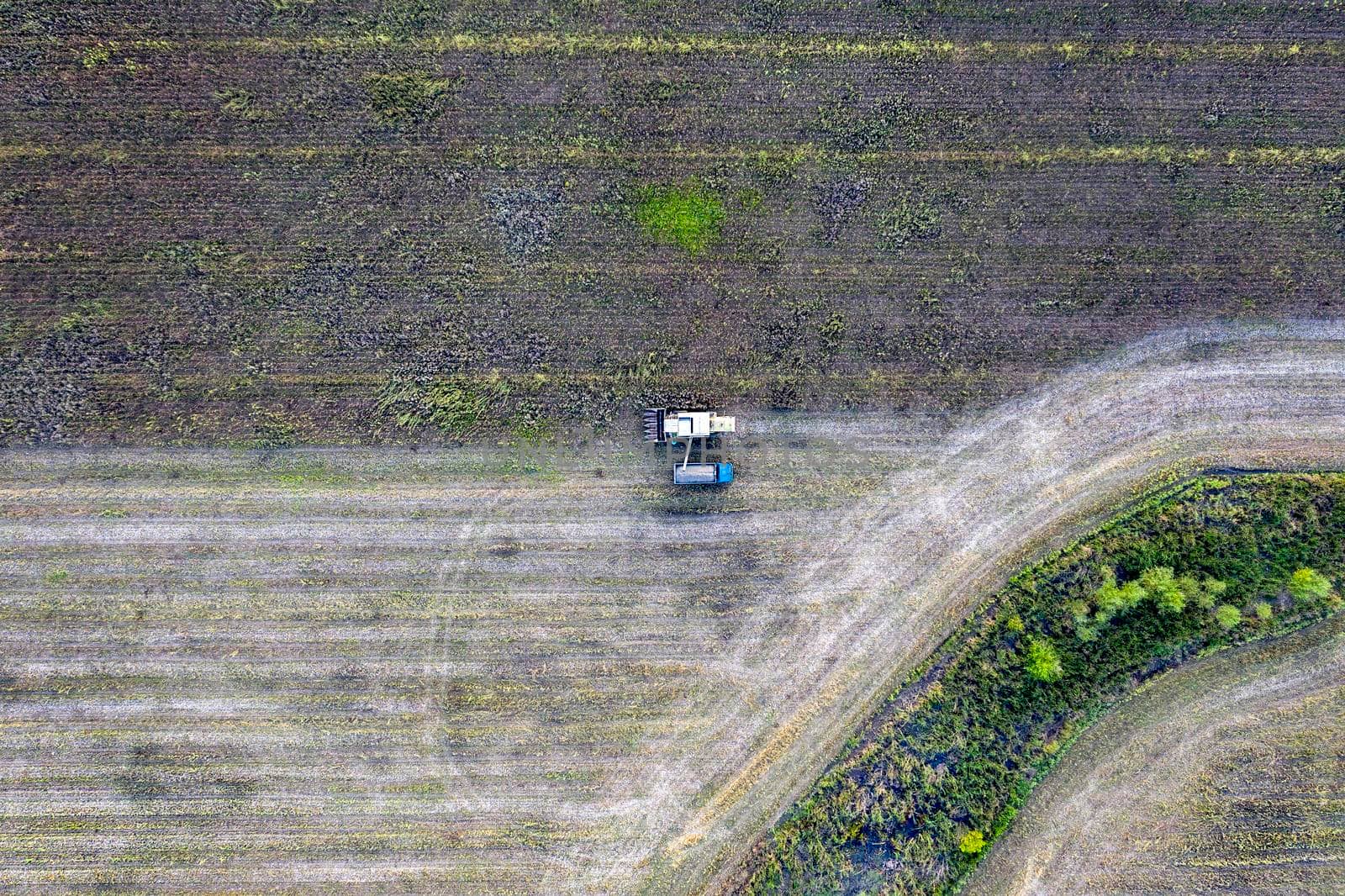 Combine harvester uploads harvest sunflower grains to dump truck. Harvesting season. Agriculture scene. Agricultural harvest field
