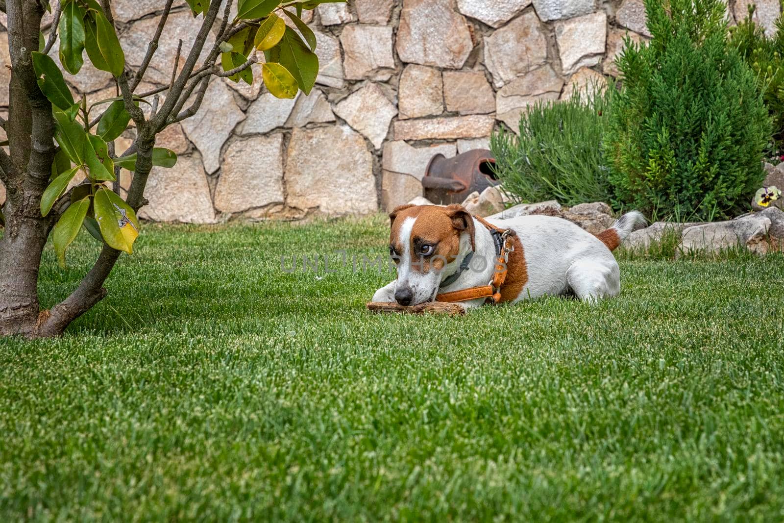 Puppy purebred jack Russell terrier playing with a wooden stick on the green grass in the garden