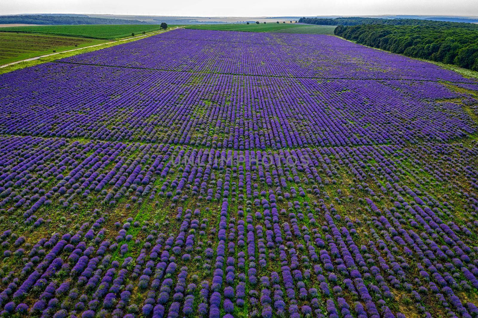 Stunning aerial view from drone of a lavender field in endless rows.