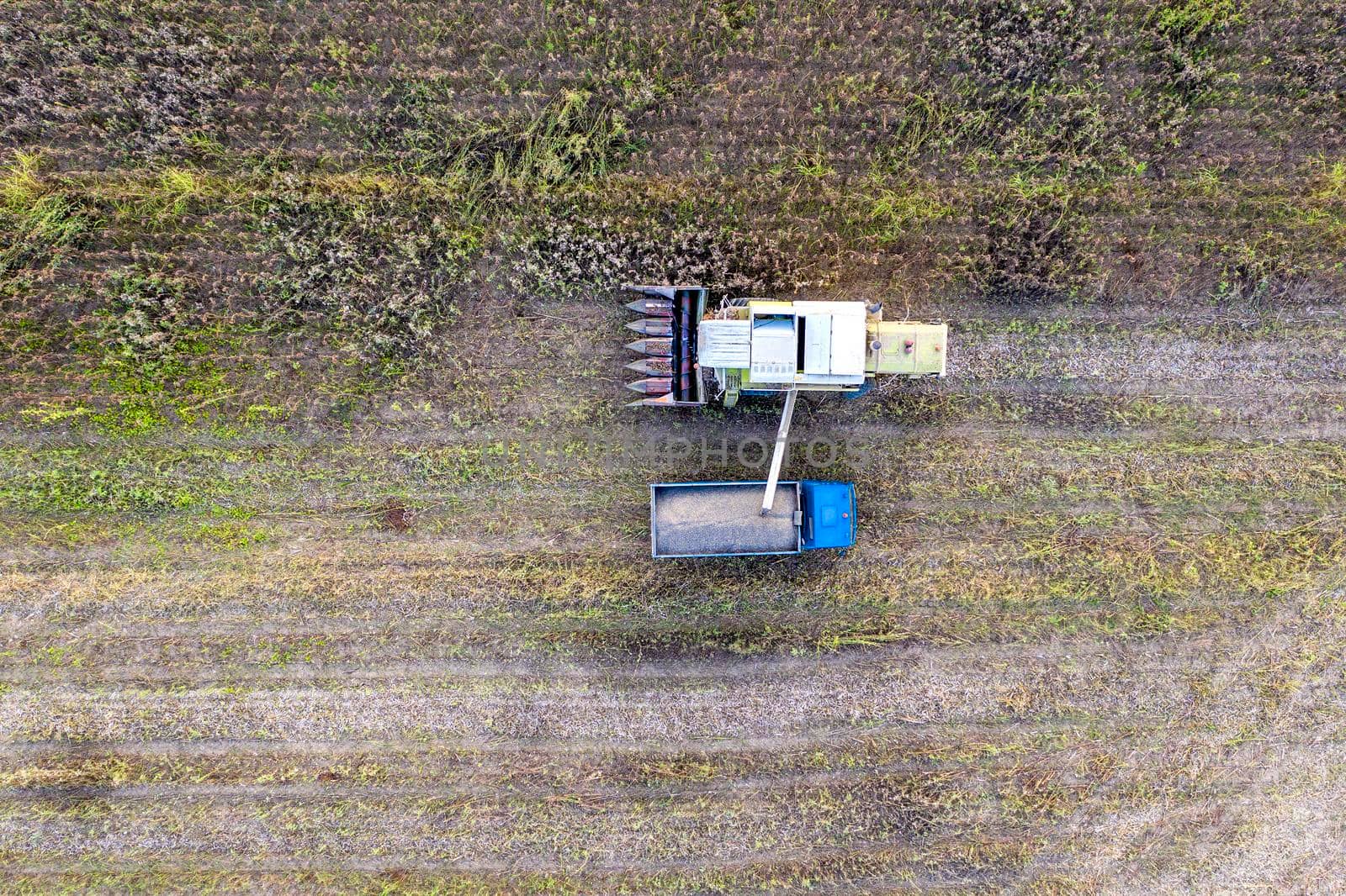 Combine harvester uploads harvest sunflower grains to dump truck. Harvesting season. Agriculture scene. Agricultural harvest field