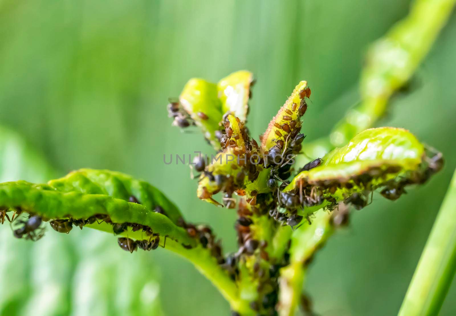 Many aphids on a plant leaf in nature. Close up