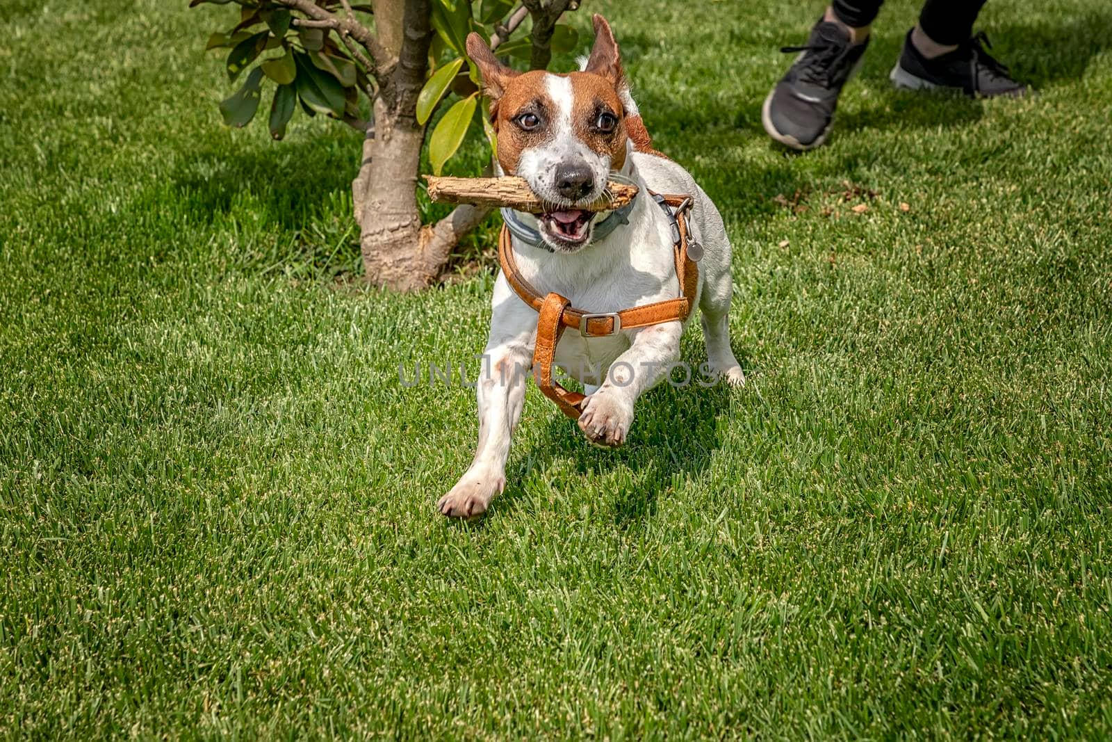 Puppy purebred jack Russell terrier playing with a wooden stick on the green grass in the garden