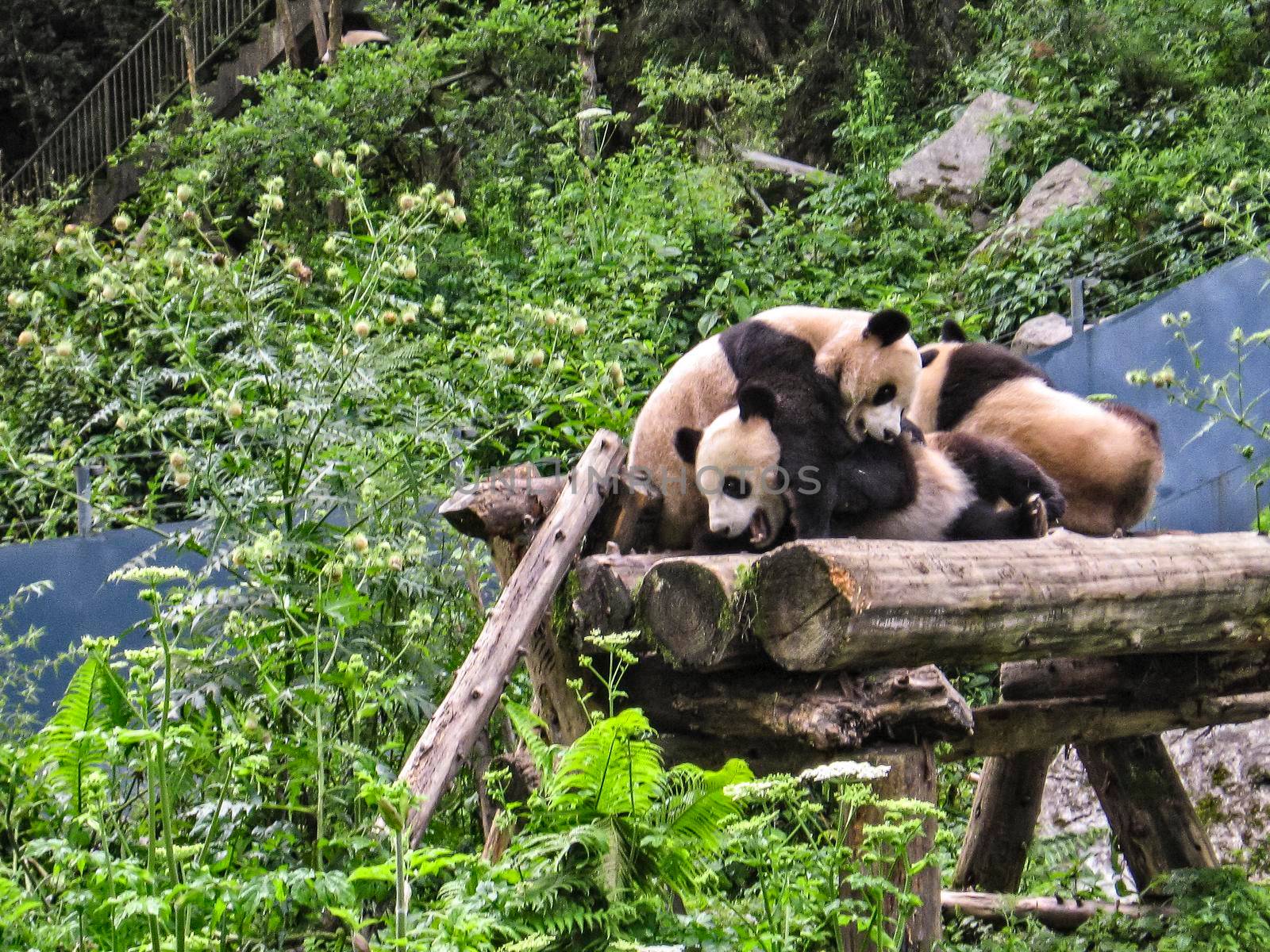 group of Indian pandas playing in the forest of the natural park, naturalistic reportage