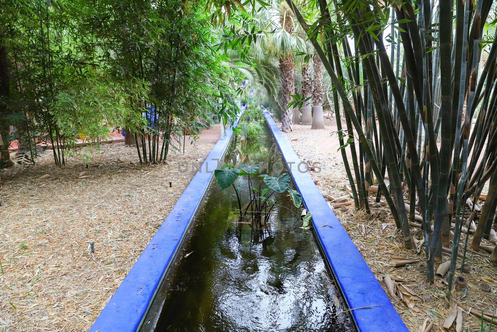 Botanical Majorelle Garden in Marrakech City, Morocco