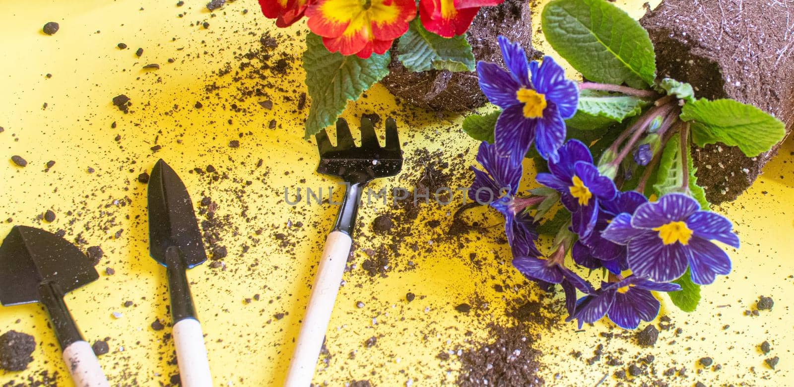 The gardener is planting flowers in the garden. Selective focus. nature.