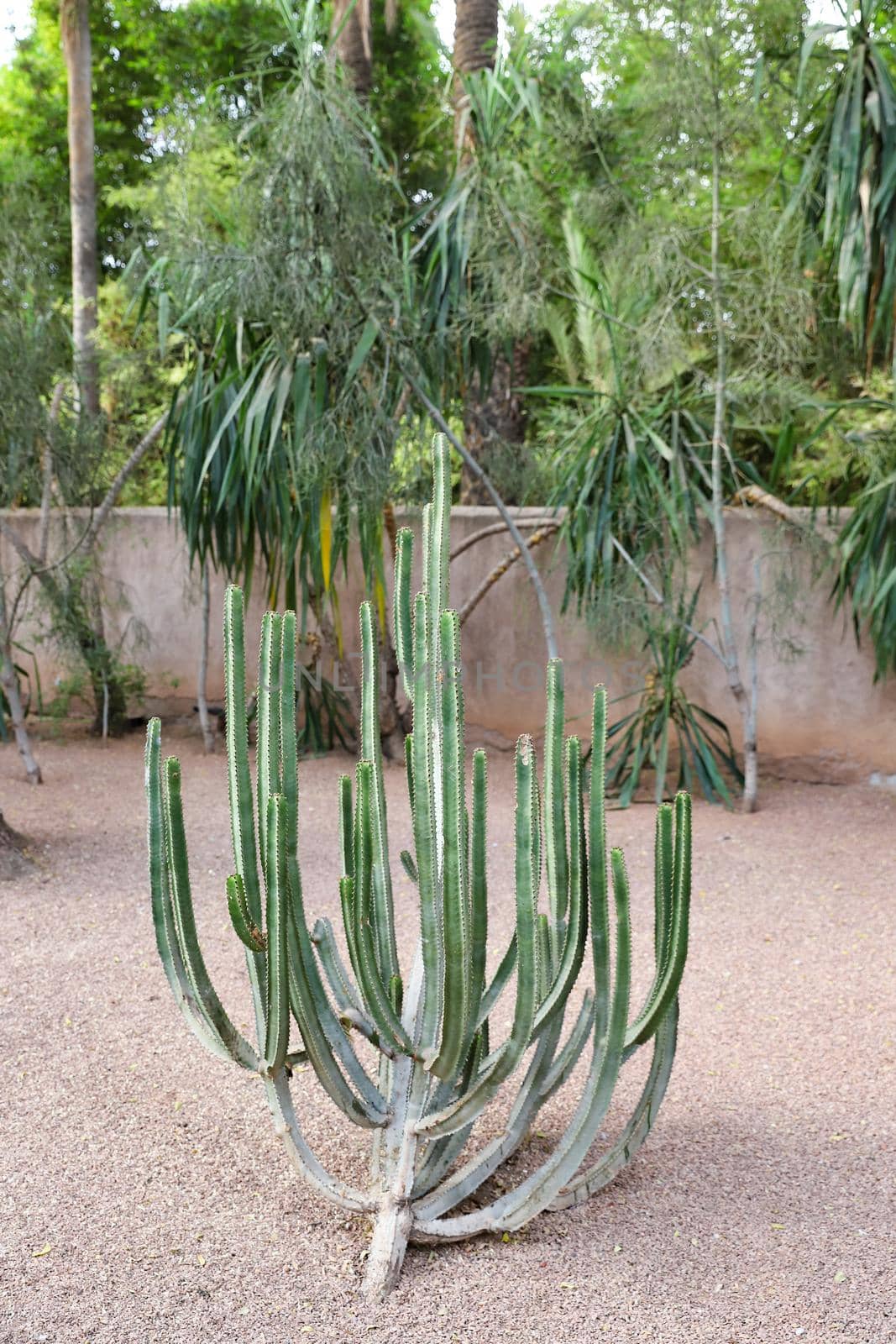 Cactuses in Majorelle Garden in Marrakech City, Morocco