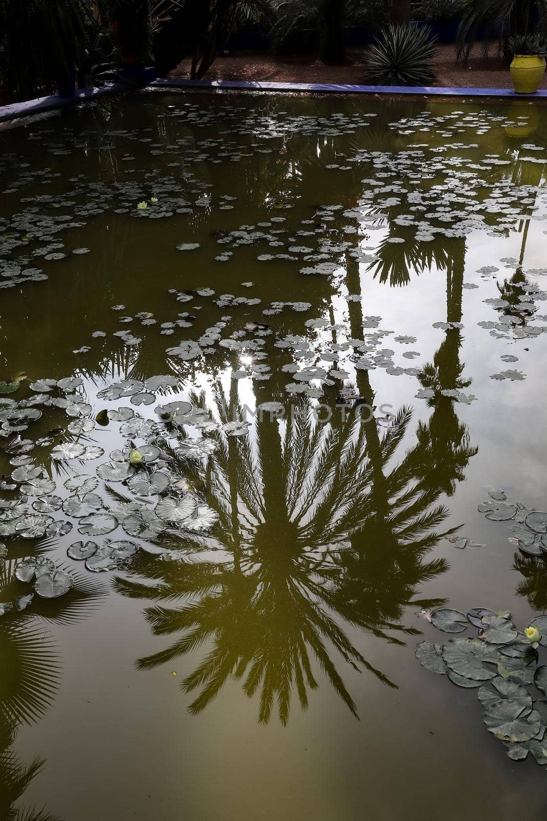 Pond in Majorelle Garden in Marrakech City, Morocco