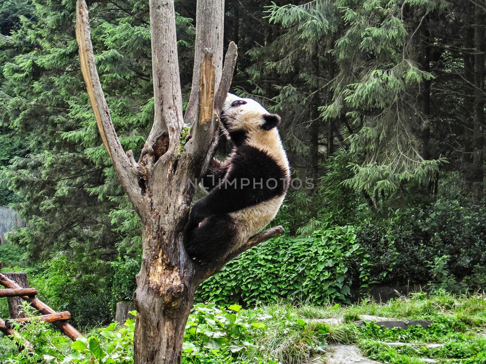very rare Indian panda playing in the forest of the natural park, naturalistic reportage