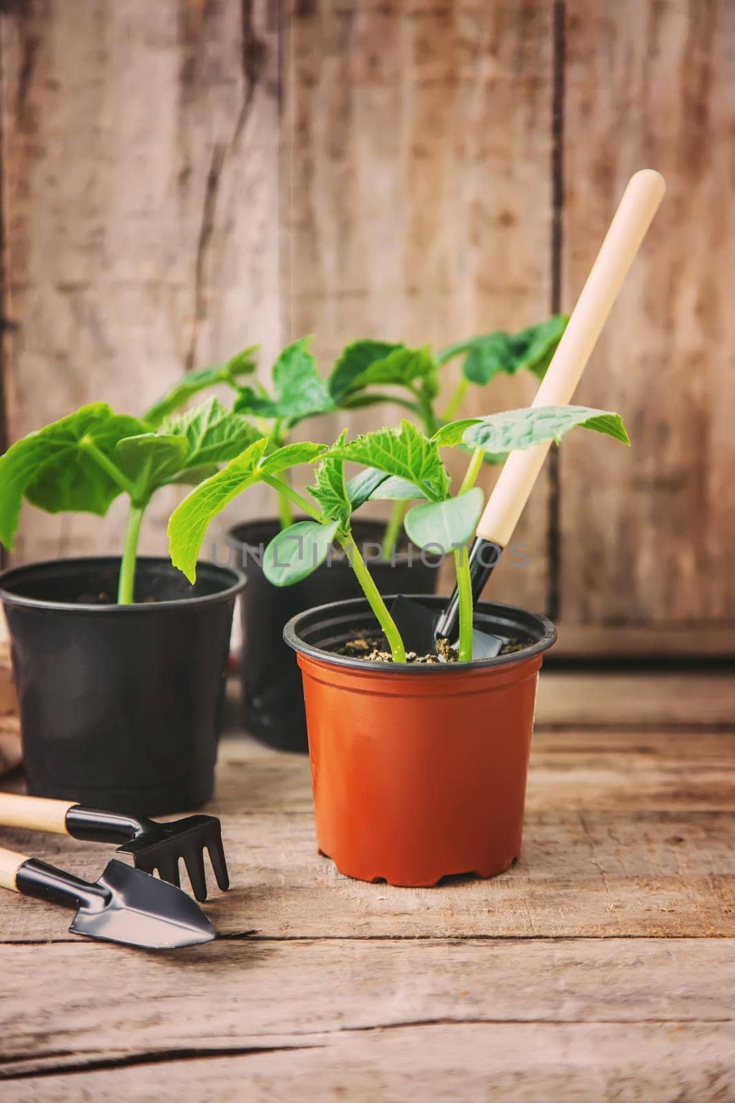 seedlings of cucumbers. selective focus