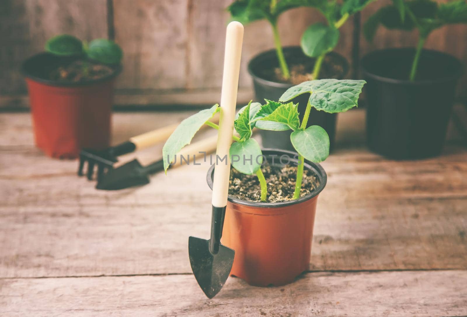 seedlings of cucumbers. selective focus