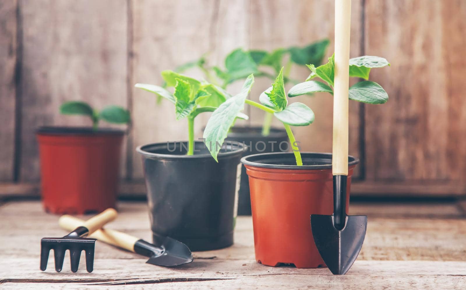 seedlings of cucumbers. selective focus