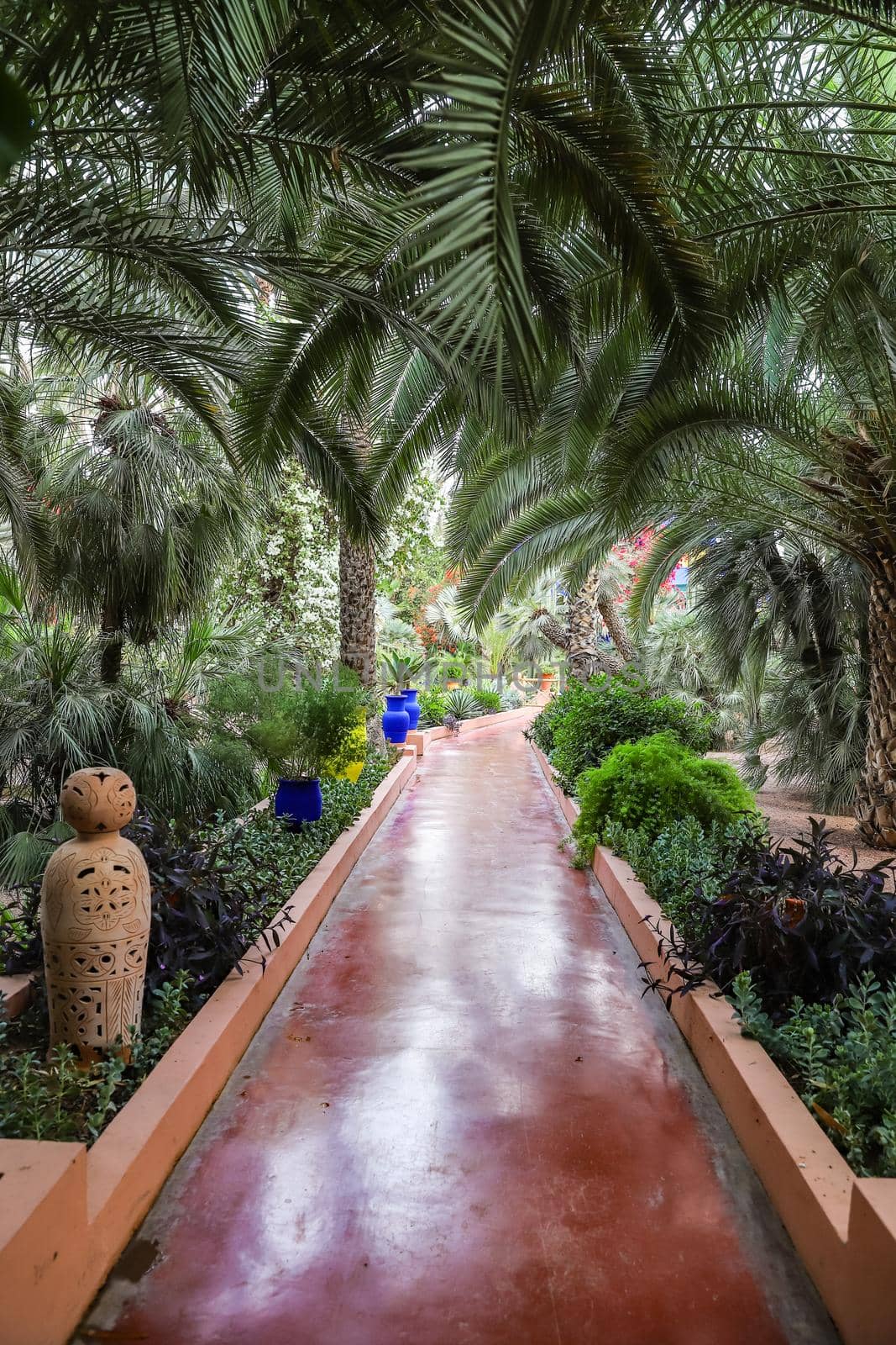 Botanical Majorelle Garden in Marrakech City, Morocco