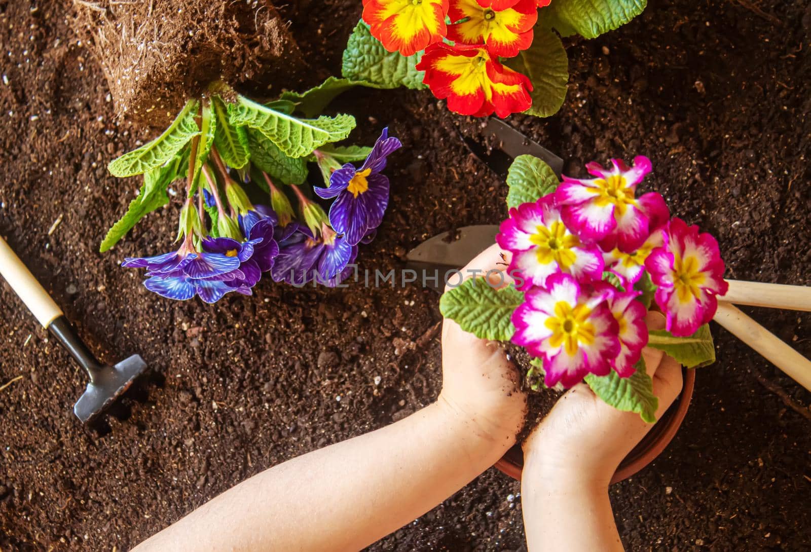 A little girl is planting flowers. The young gardener. Selective focus. by mila1784