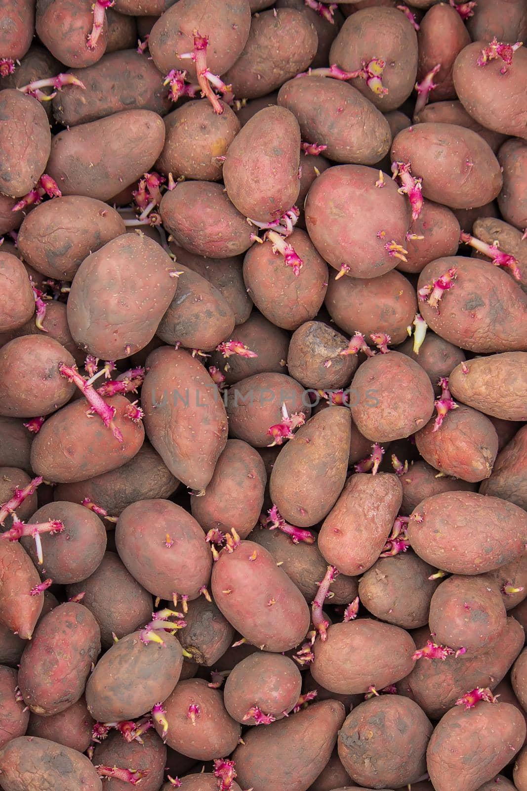 Potatoes for planting on a farm in a box. selective focus