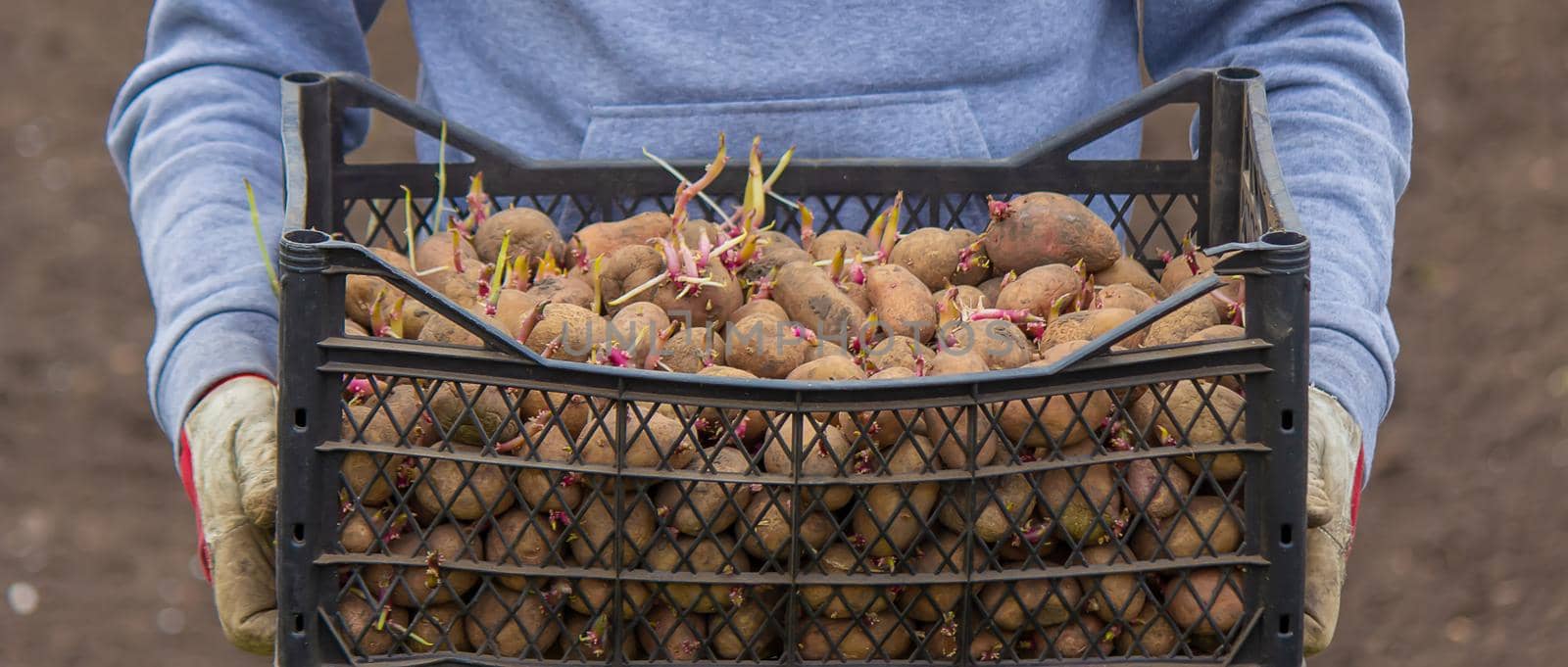 Potatoes for planting on a farm in a box. selective focus