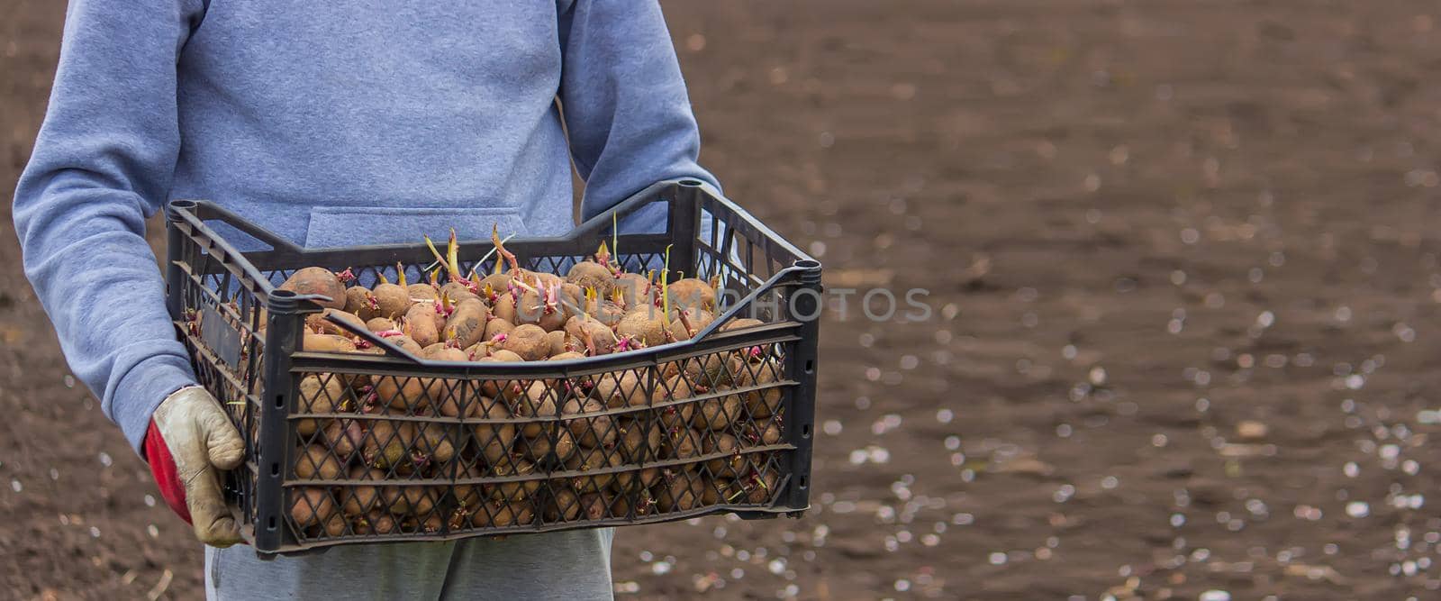 Potatoes for planting on a farm in a box. selective focus