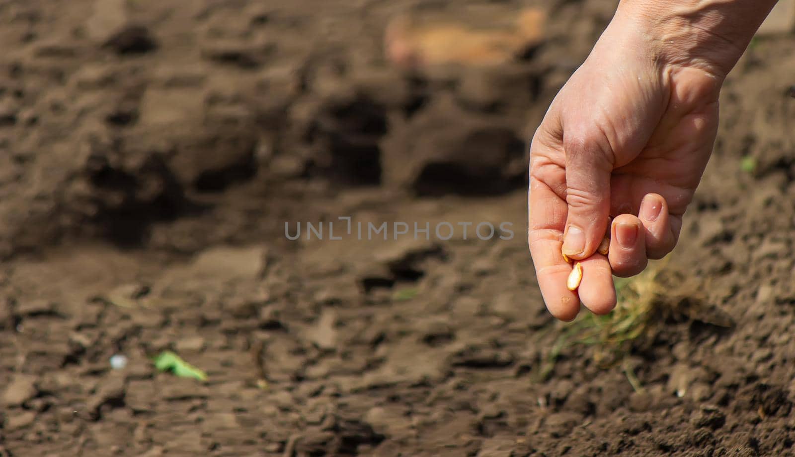 Young adult woman hand planting pumpkin seeds in fresh dark soil.selective focus