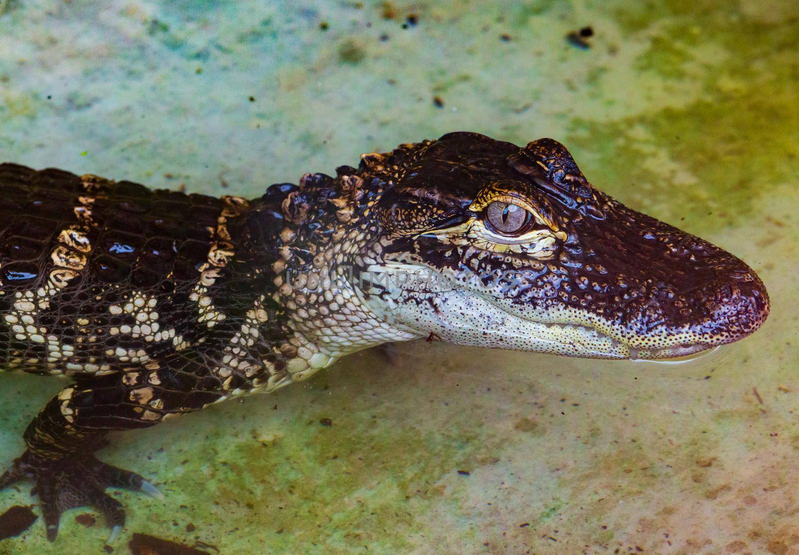 Two young american alligator basking