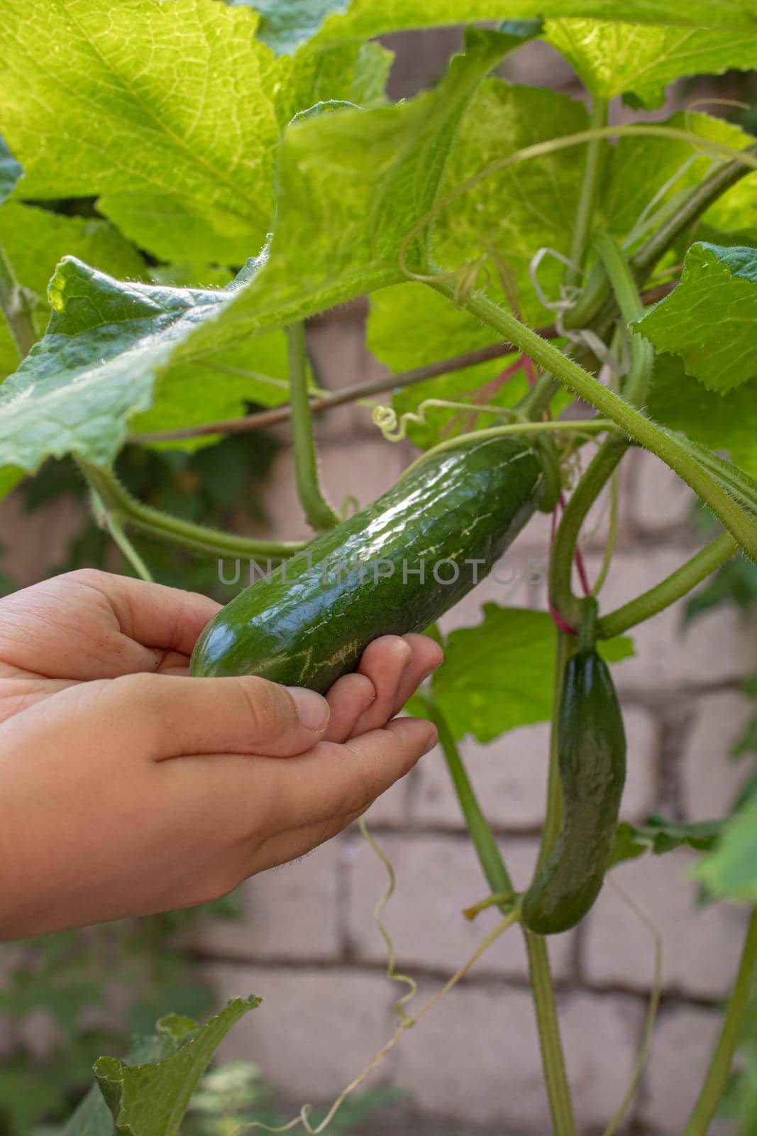 Cucumbers growing on a vine in a rural greenhouse. Selective focus.narure