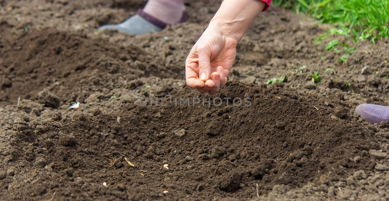 Young adult woman hand planting pumpkin seeds in fresh dark soil.selective focus