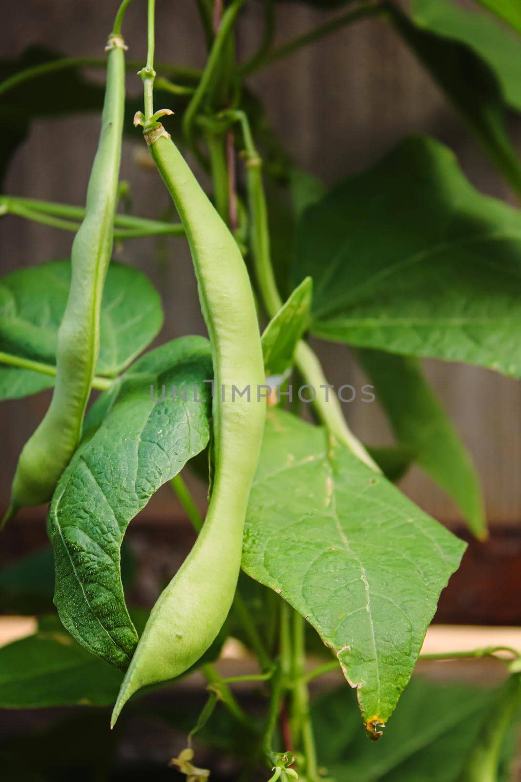 selenium bean pods in garden. selective focus.food