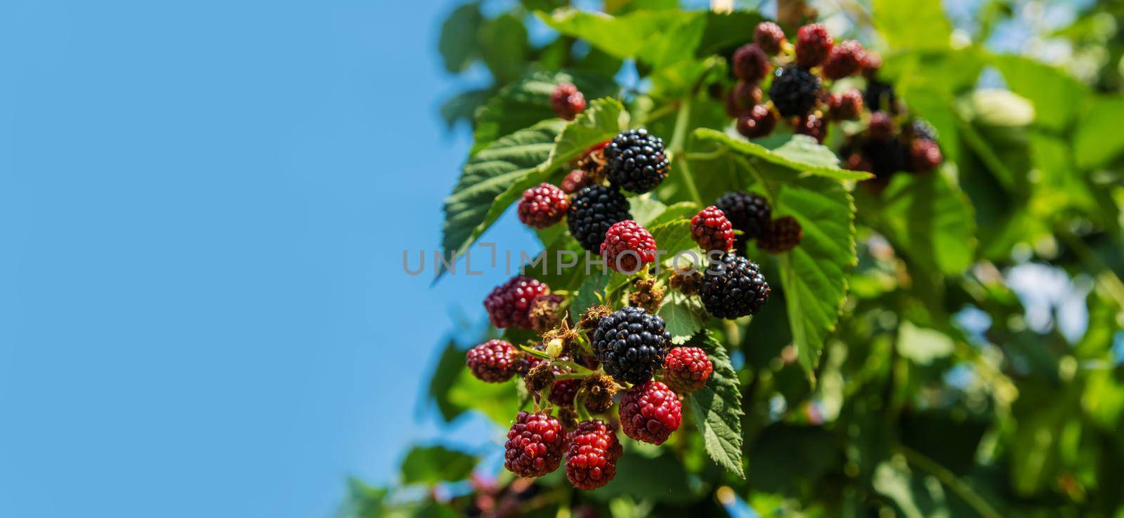 Blackberries grow in the garden. Ripe and unripe blackberries on a bush. by mila1784