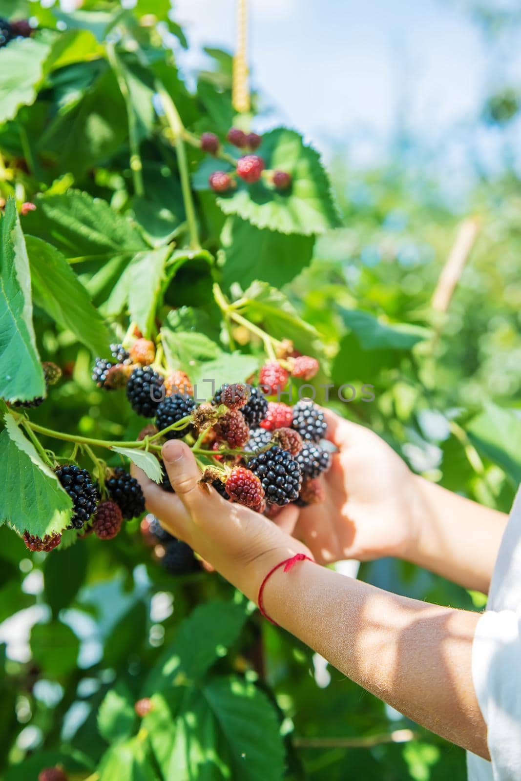 blackberry in the hands of a child on the background of nature. selective focus.food