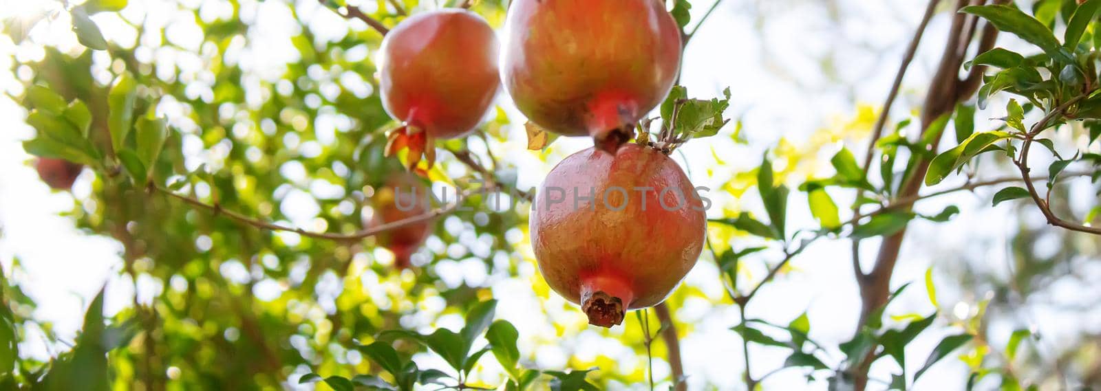 pomegranate on tree in a farm garden.selectiv focus.nature